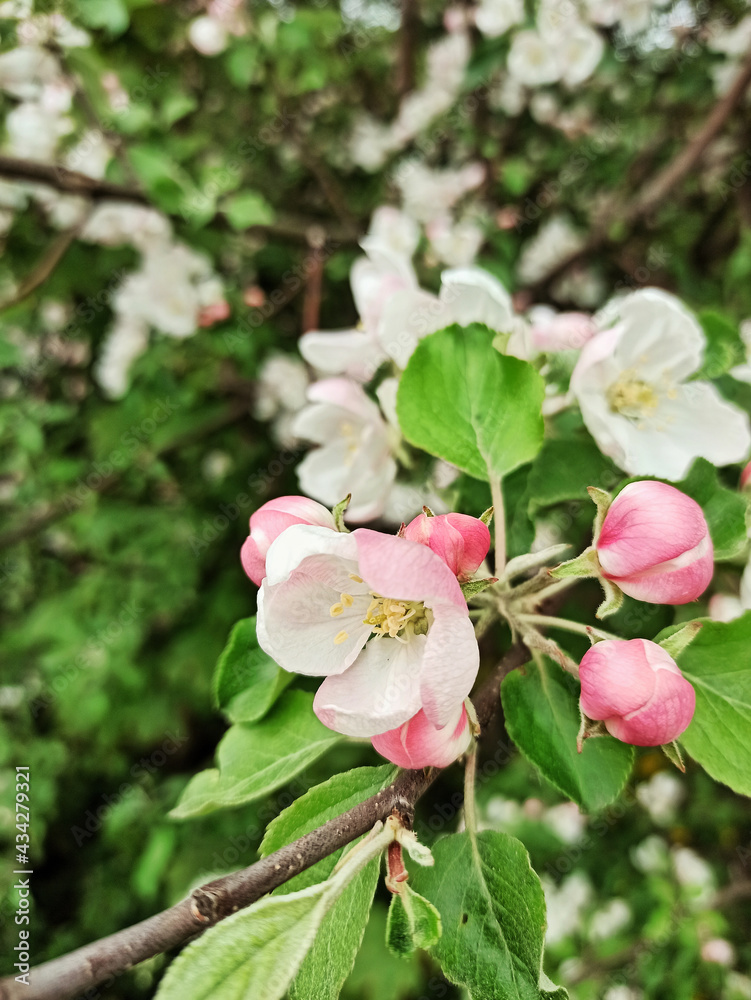 Blooming apple tree in spring. Rose flowers and buds. Blooming apple tree in spring. Rose flowers and buds.