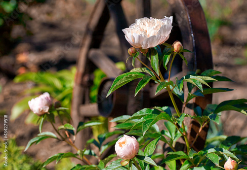 Beautiful blooming pionies flowers in botanic garden. photo