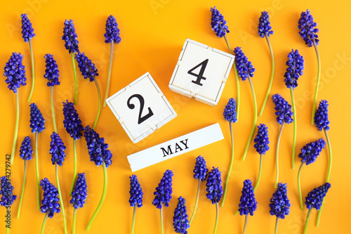 Calendar for May 24: cubes with the number 24, the name of the month of May in English, scattered flowers of blue muscari on a yellow background, top view photo