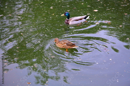 Beautiful wild ducks in the park by the reservoir.