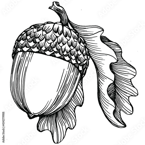 Acorn isolated sketch drawing on white. Vintage illustration with retro style like engraving. Design element for invitation, pattern, cards and poster.