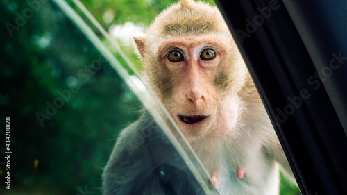 Photography Monkey macaque staring in the car through a car window
