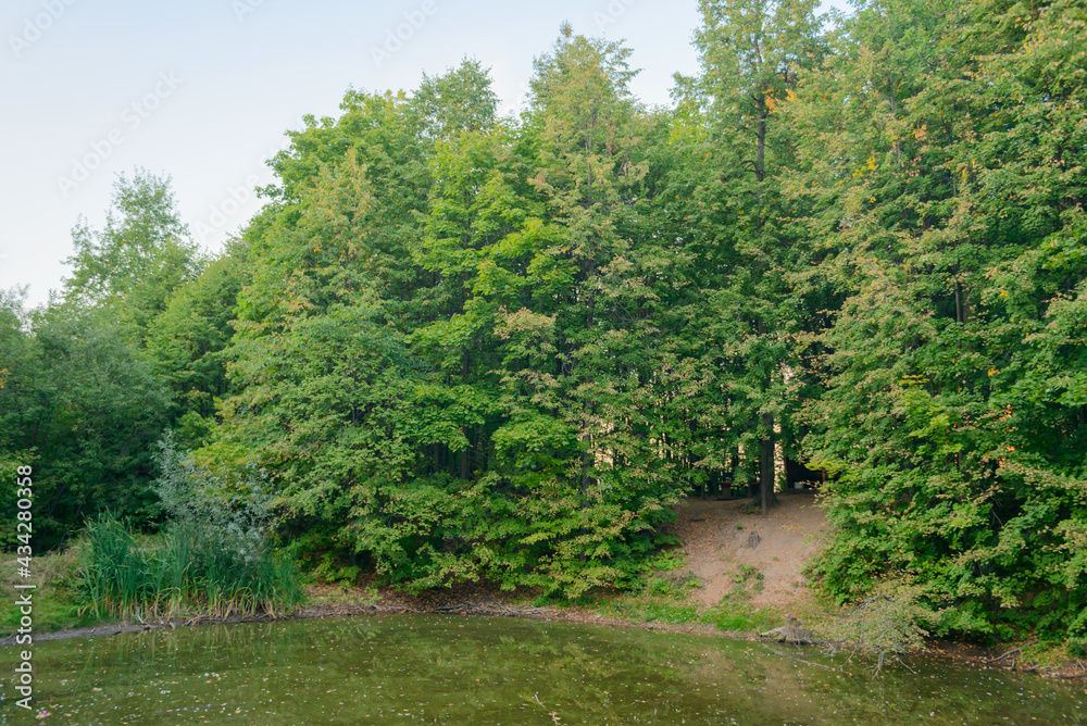 A small pond with trees on the banks