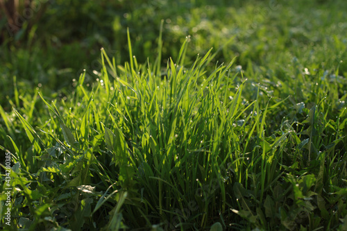 green grass with dew drops in the morning