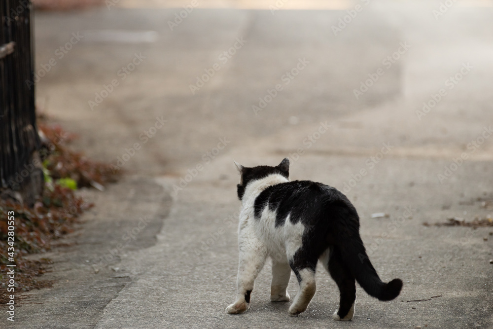 足を引きずり歩く猫