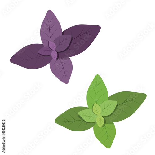 Two types of basil, purple and green basil, fragrant leaves