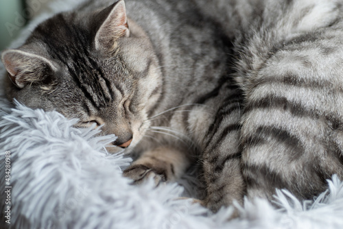 のんびり眠る猫 サバトラ猫