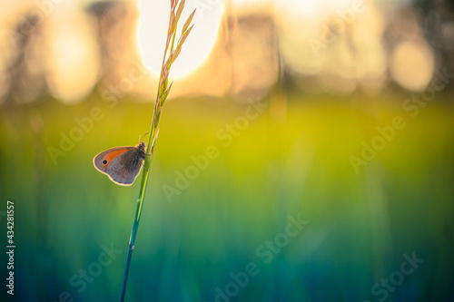 Fototapeta Naklejka Na Ścianę i Meble -  Beautiful nature close-up, summer flowers and butterfly under sunlight. Bright blur nature sunset nature meadow field with butterfly as spring summer concept. Wonderful summer meadow inspire nature