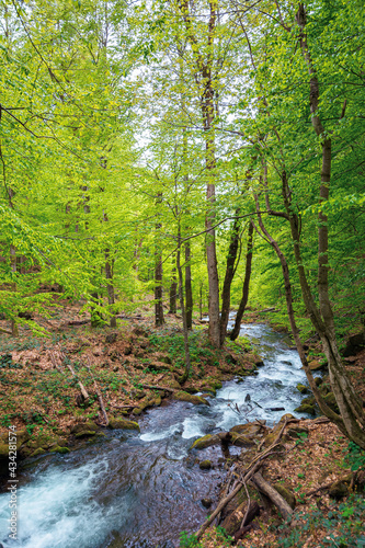 beautiful scene in a birch forest with river stream