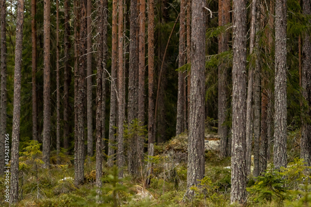 Fototapeta premium Trees and forest