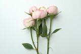 Beautiful roses on white background, close up