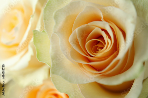 Beautiful yellow rose  close up and selective focus