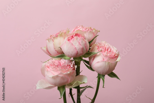 Fototapeta Naklejka Na Ścianę i Meble -  Beautiful rose flowers on pink background, close up