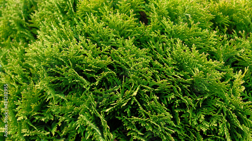 Closeup of Beautiful green christmas leaves of Thuja trees, nature floral background wallpaper, wall shrubs, screensaver. Bright green background for wallpaper and backdrop. Thuja occidentalis Mirjam.