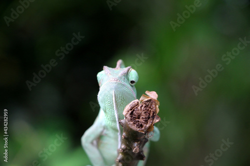 Fototapeta Naklejka Na Ścianę i Meble -  Veiled Chameleon on plant against green background, Veiled chameleon (Chamaeleo calyptratus) resting on a branch in its habitat
