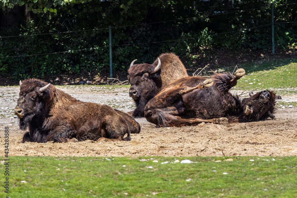 American buffalo known as bison, Bos bison in the zoo American buffalo known as bison, Bos bison in the zoo