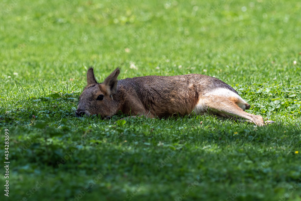 Fototapeta premium Patagonian Mara, Dolichotis patagonum are large relatives of guinea pigs