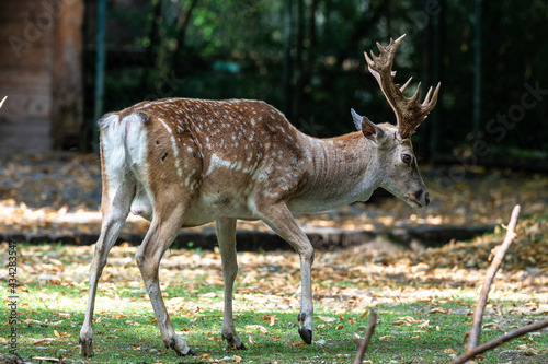 The fallow deer  Dama mesopotamica is a ruminant mammal