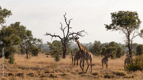 herd of giraffe in the wild
