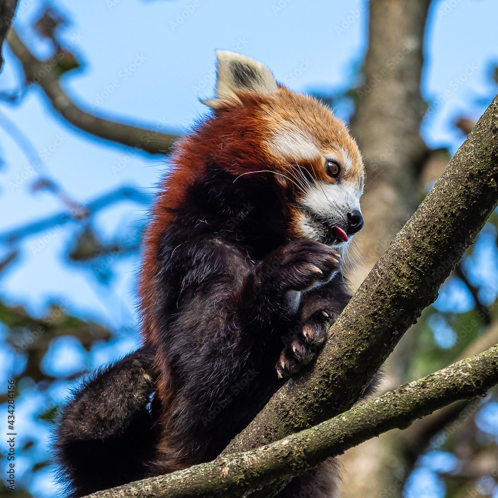 Fototapeta premium The red panda, Ailurus fulgens, also called the lesser panda.
