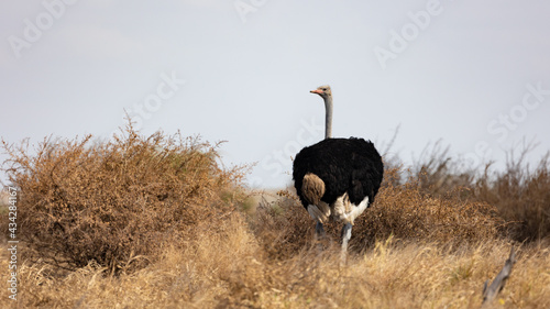 Male ostrich in the wild