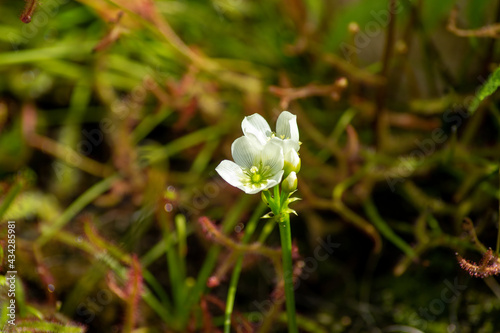 White flower of a Venus flytrap in garden of sundew plants
