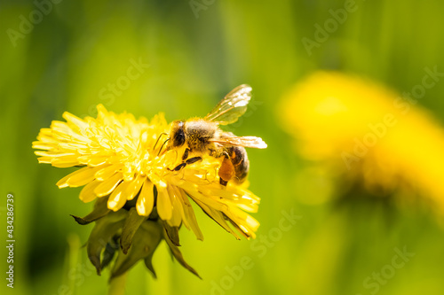 Honey bee covered with yellow pollen collecting nectar from dandelion flower. Environment ecology sustainability. Copy space