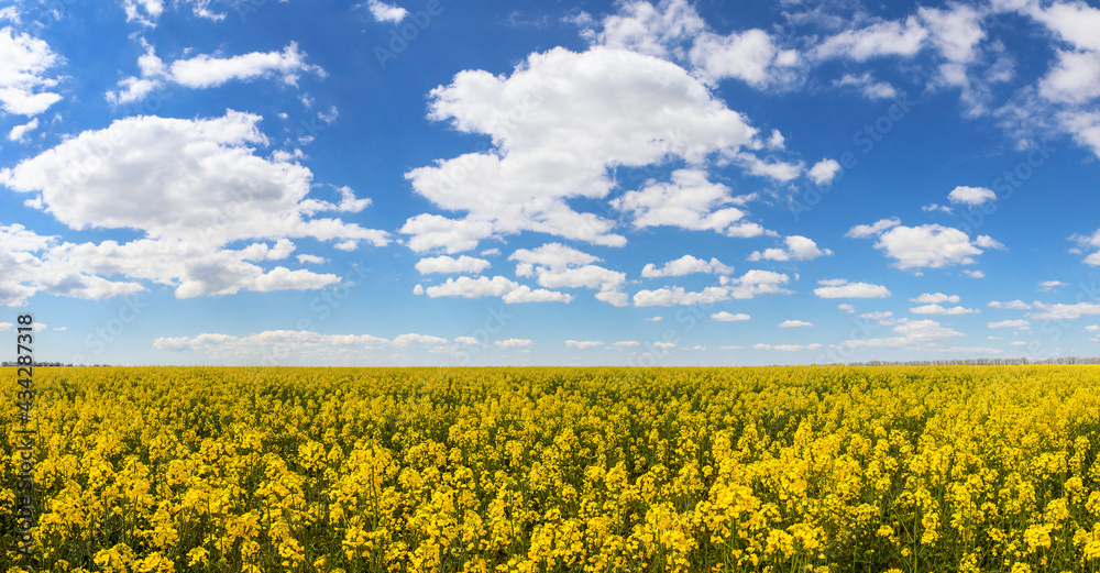 Beautiful yellow flowering rapeseed field with the spring blue sky - plant for green energy. Environment friendly farming and industrial agriculture concept.