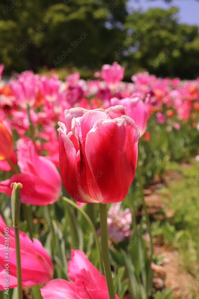 チューリップ 春 赤い  ピンク 美しい 綺麗 鮮やか 花壇 ガーデン フラワー 庭園 晴れ カラフル