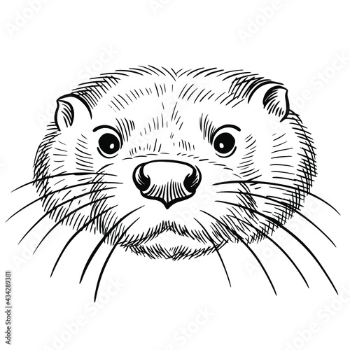 Hand drawn black and white vector portrait of otter  isolated on white background. Stock illustration of wild water animal in sketch style for coloring pages.