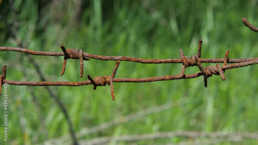 Rusty barbed wire close-up on a background of green grass. The camera moves from right to left Rusty barbed wire close-up on a background of green grass. The camera moves from right to left