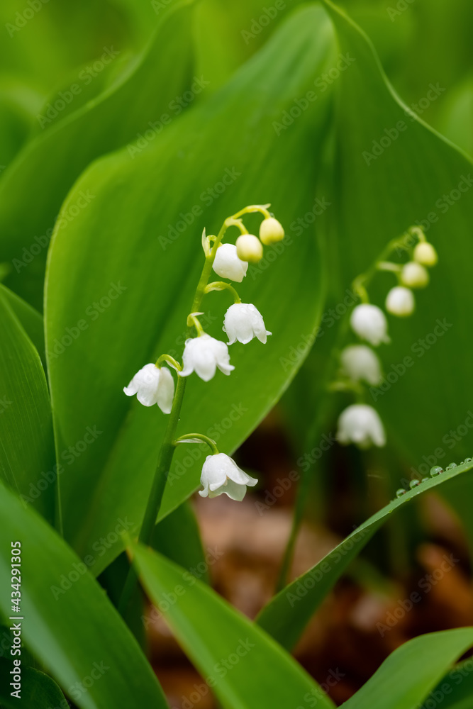 Foto de Convallaria majalis Maiglöckchen Blume Mai Maieriesli Garten