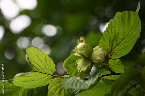 Green young hazelnuts (hazelnuts, cob) grow on a tree on an organic nut farm. Nuts with leaves in the garden. The concept of growing and harvesting hazelnuts. Hazelnut wood