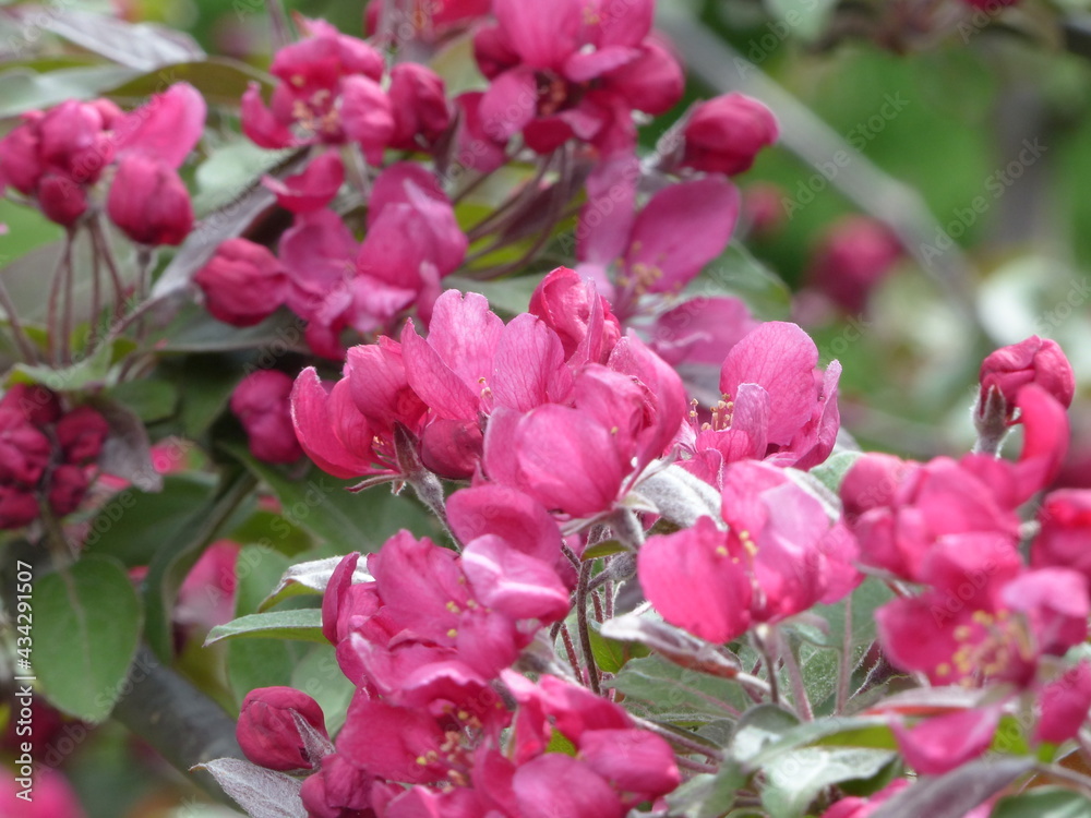 Blossom pink flowers in a park