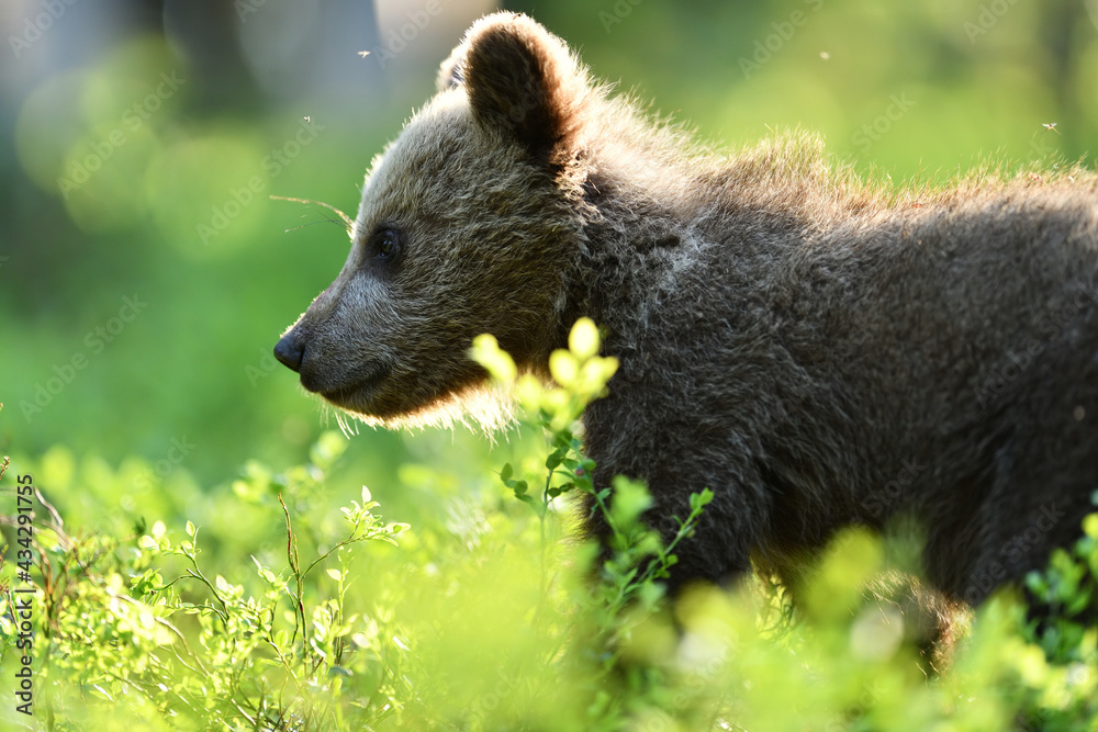 Fototapeta premium brown bear cub in a sunny forest