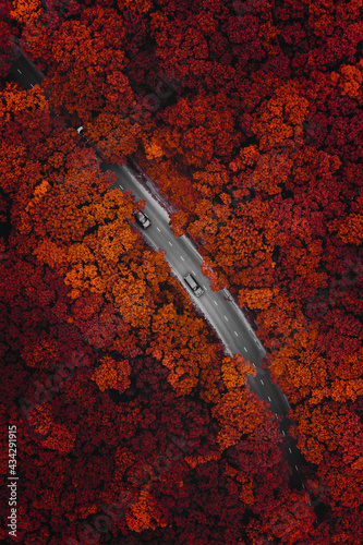 Aerial view of cars driving a scenic road in forest with red trees in autumn season, Vladivostok, Russia. photo