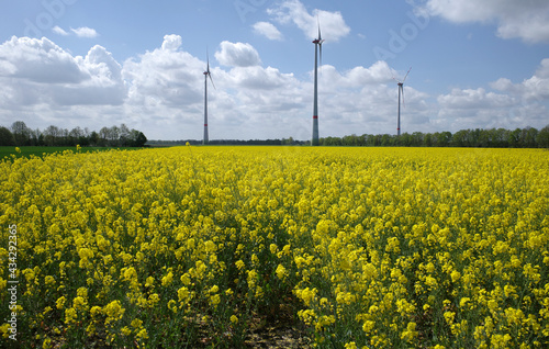 Two forms of alternative energy. Rapeseed for the production of a substitute for diesel oil. Wind turbines for electrical power generation.