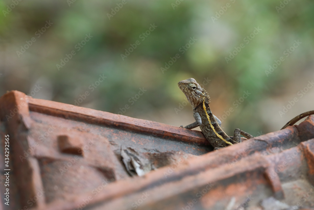 Naklejka premium Closeup portrait of Indian chameleon 