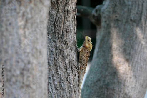 Indian chameleon on the tree