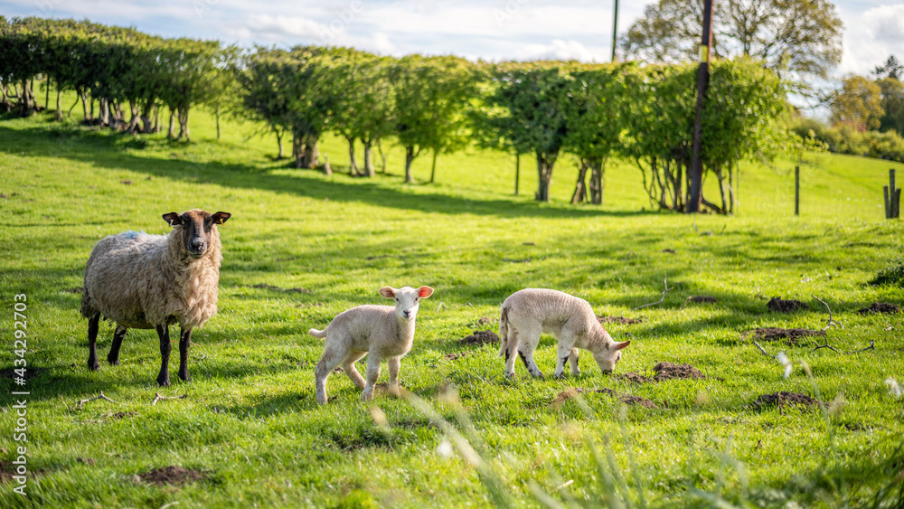 Fototapeta premium sheep and lamb in the field in spring, sunny day