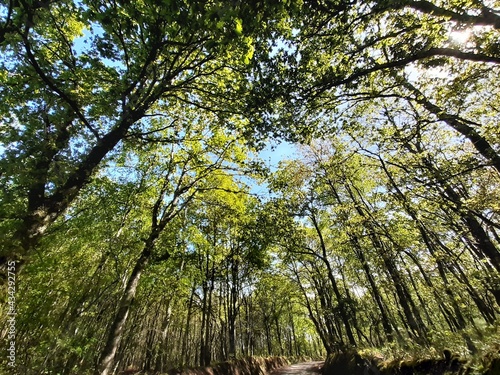 Fototapeta Naklejka Na Ścianę i Meble -  Copas de los árboles vistas desde el suelo en un paraje de Galicia