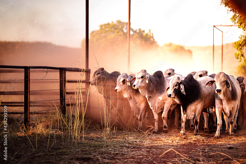 Foto De The Bulls In The Yards On A Remote Cattle Station In Northern foto-de-the-bulls-in-the-yards-on-a-remote-cattle-station-in-northern