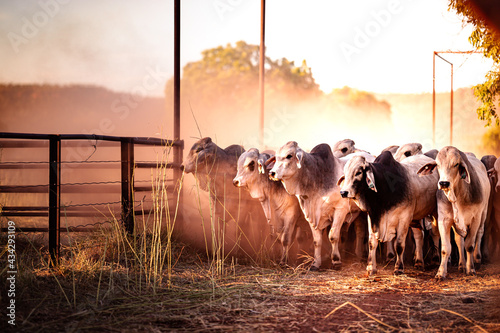 The bulls in the yards on a remote cattle station in Northern Territory in Australia at sunrise Fototapet