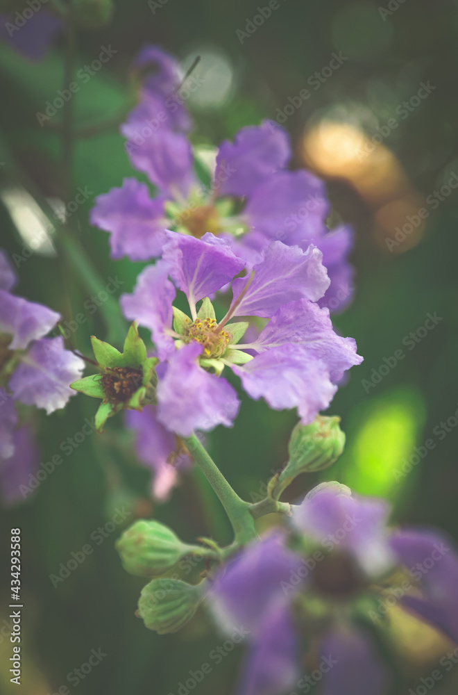 loosestrife and pomegranate family blossom in garden loosestrife and pomegranate family blossom in garden