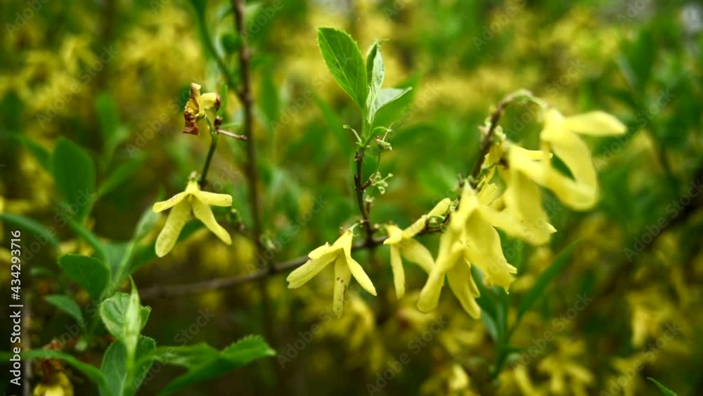 Blooming Forsythia, Spring background with yellow flowers tree branches Blooming Forsythia, Spring background with yellow flowers tree branches