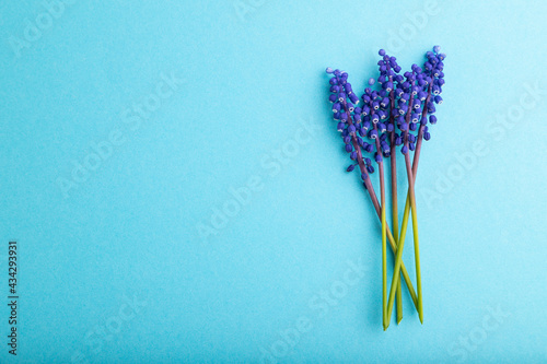 Muscari or murine hyacinth flowers on blue pastel background. top view, copy space.