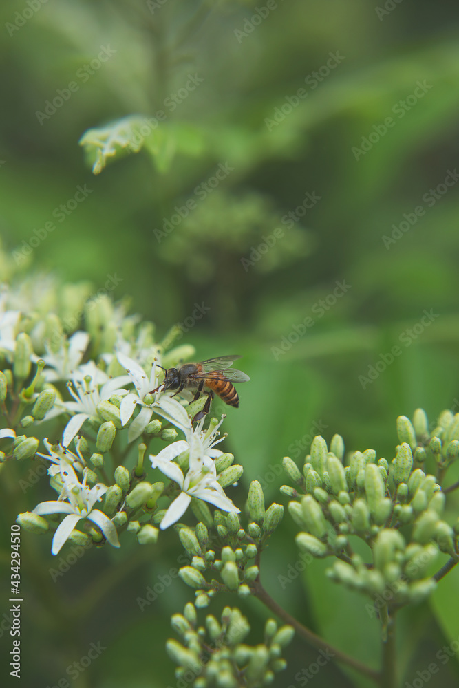 Honey bee on curry flowers