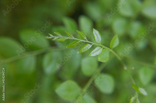 Curry leaves tree plant in garden  