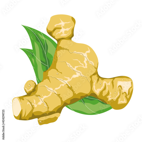 Ginger, ginger root, vector illustration