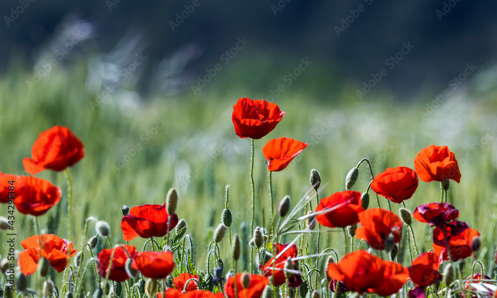 Fototapeta premium PAISAJE DE CAMPO CON AMAPOLAS ROJAS Y FONDO VERDE DE HIERBA EN CAMPOS DE ESPAÑA